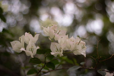 Close-up of white flowering plant in park