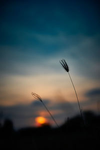 Close-up of silhouette plant against sky at sunset