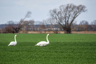 Ducks on grassy field