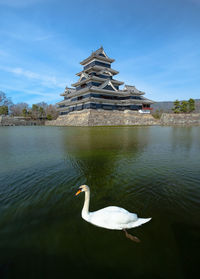 Swan in lake