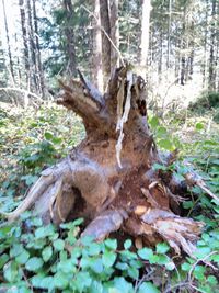 Tree trunk in forest