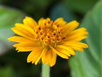 Close-up of yellow flowering plant 