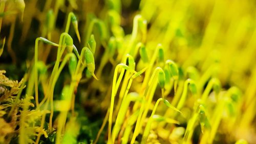 Close-up of plant growing