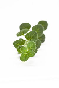 Close-up of plant against white background