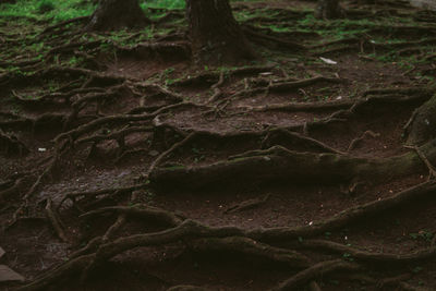 Close-up of tree roots on field