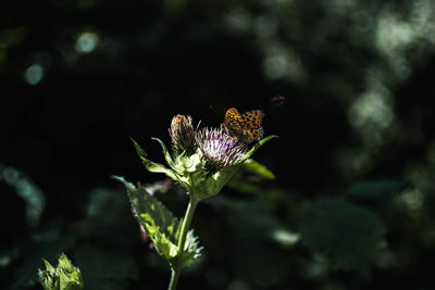 Close-up of butterfly on thistle plant