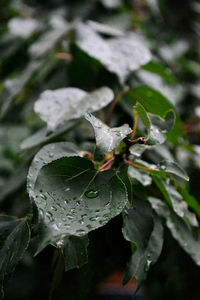 Close-up of wet plant leaves during rainy season