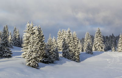 Fir trees covered with snow in the jura mountain by winter, switzerland