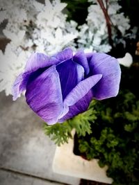 Close-up of purple flower blooming outdoors