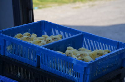 High angle view of chicks in crate