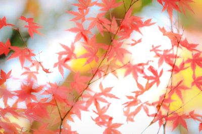 Low angle view of leaves