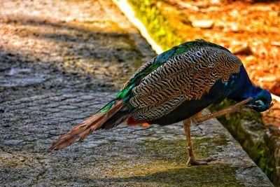 High angle view of bird perching on a land