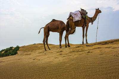 View of a horse on desert