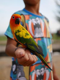 Cropped image of person holding parrot
