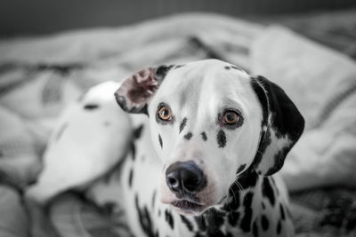 Dalmatian dog looking away indoors