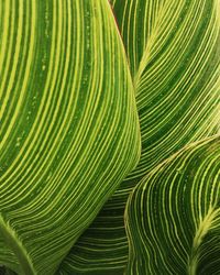 Full frame shot of palm leaves