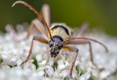 Close-up of bee pollinating on flower