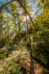 Trees growing in forest