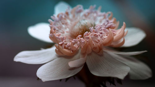 Close-up of pink rose flower