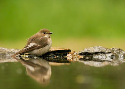 Close-up of bird perching by lake