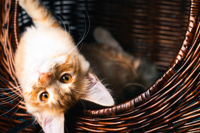 Close-up portrait of a cat