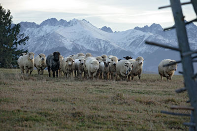 Sheep walking on landscape against sky