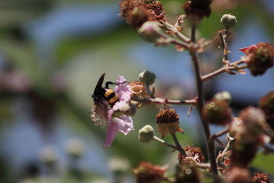 Bee on flower