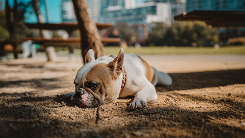 View of a dog looking away