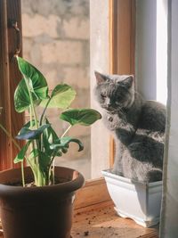 Cat on potted plant