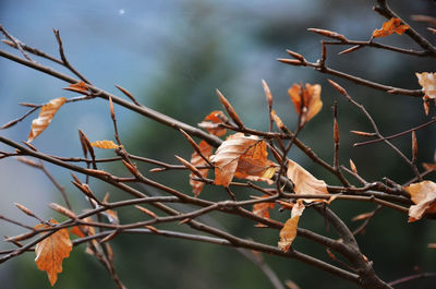 Close-up of autumn tree