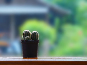 Close-up of potted plant on table