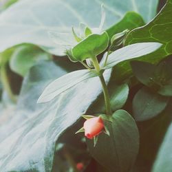 Close-up of flower growing on plant