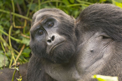 Close-up of a silverback mountain gorilla in bwindi impenetrable national park in uganda