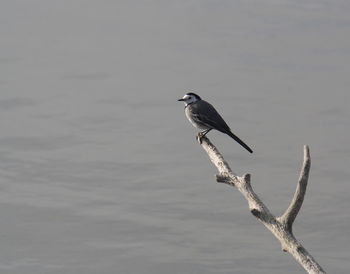 Close-up of bird perching on water