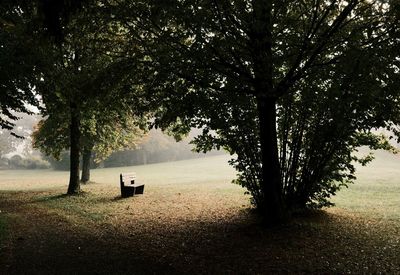 Trees in park