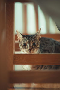 Close-up of cat