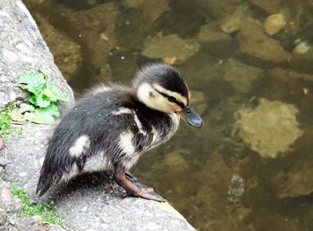 Close-up of duck in lake
