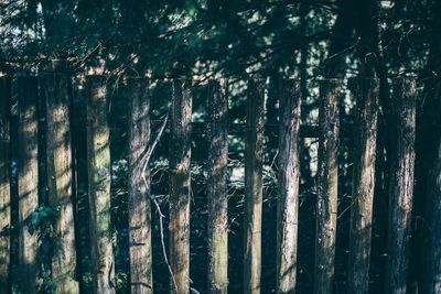 Trees in forest