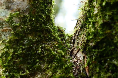 Plant growing on tree trunk