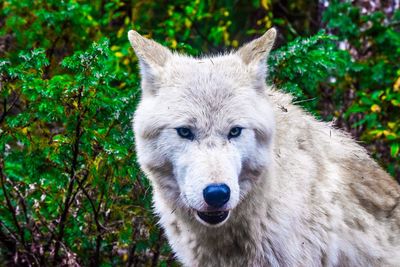 Portrait of dog outdoors