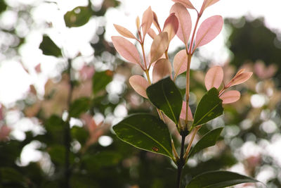 Close-up of flowers blooming on tree