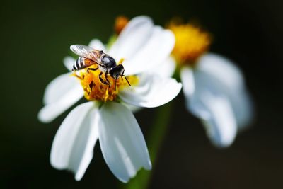 Close-up of bee on white flower