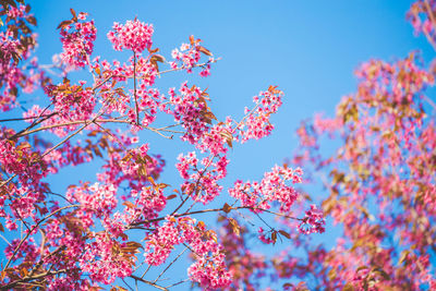 Low angle view of flower tree against blue sky