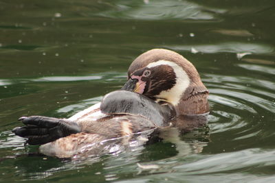 Penguin in a lake