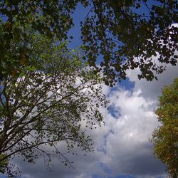 Low angle view of trees against sky