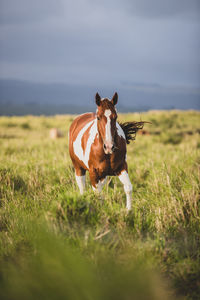 Horse standing in field