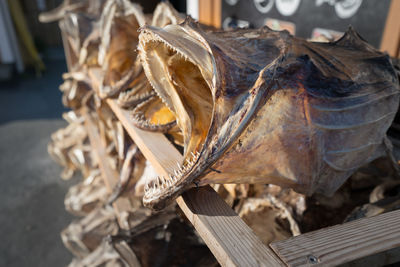 Closeup of a lot of big, dried fish with open mouth and sharp teeth laid in a wooden stand 