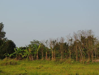 Trees on field against clear sky