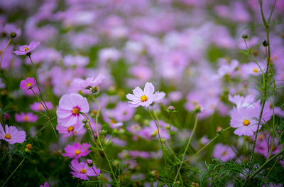 Close-up of pink cosmos flowering plants on field