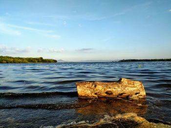 A piece of wood by the lake in the afternoon